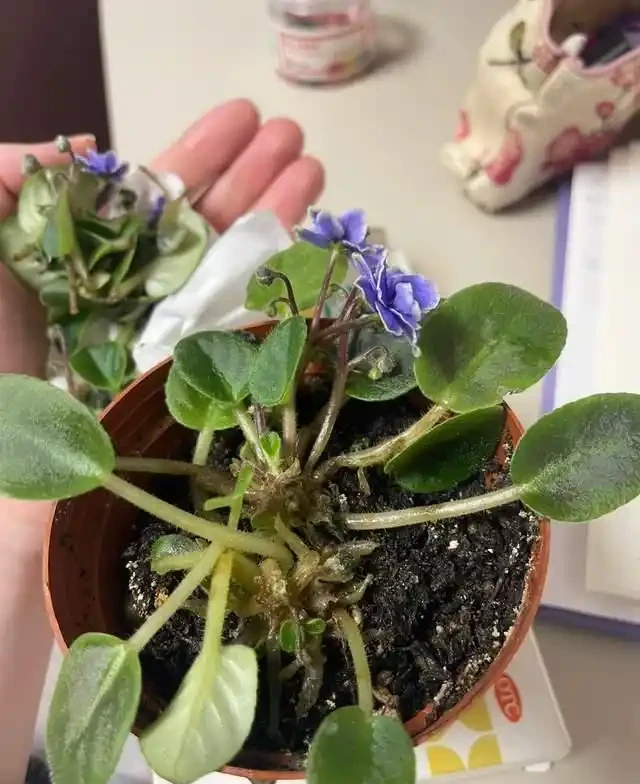 掐根枝就能活！這6種超耐陰花，沒光也能滿盆開到爽，真好養！