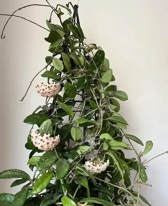 掐根枝就能活！這6種超耐陰花，沒光也能滿盆開到爽，真好養！