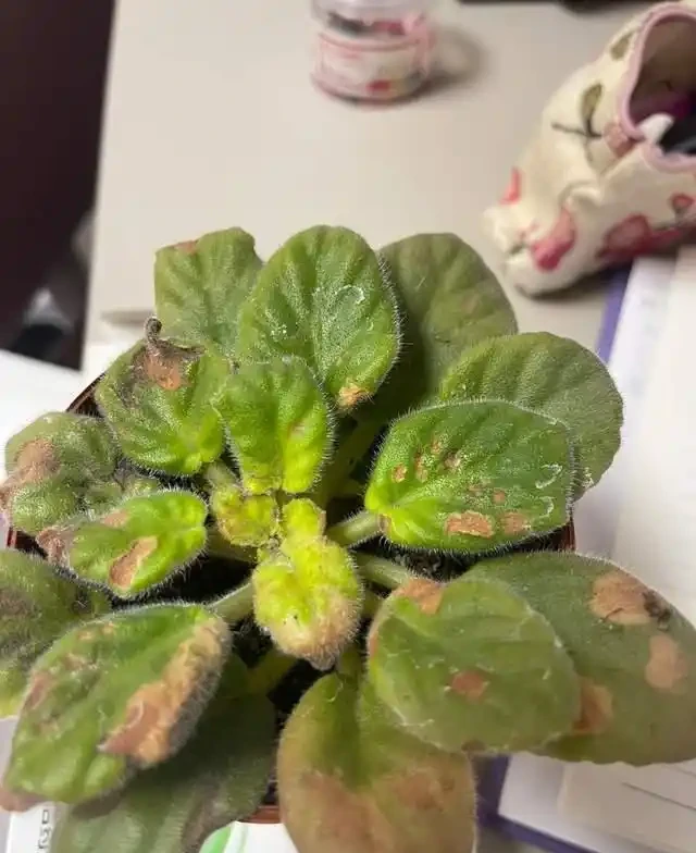掐根枝就能活！這6種超耐陰花，沒光也能滿盆開到爽，真好養！