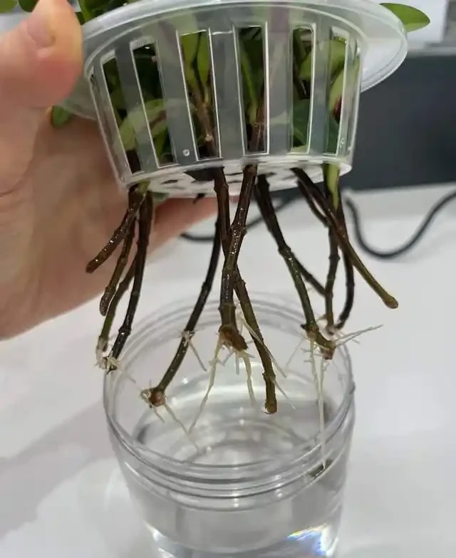 掐根枝就能活！這6種超耐陰花，沒光也能滿盆開到爽，真好養！