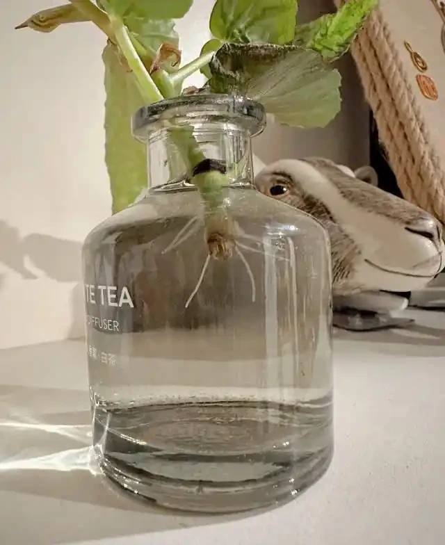掐根枝就能活！這6種超耐陰花，沒光也能滿盆開到爽，真好養！