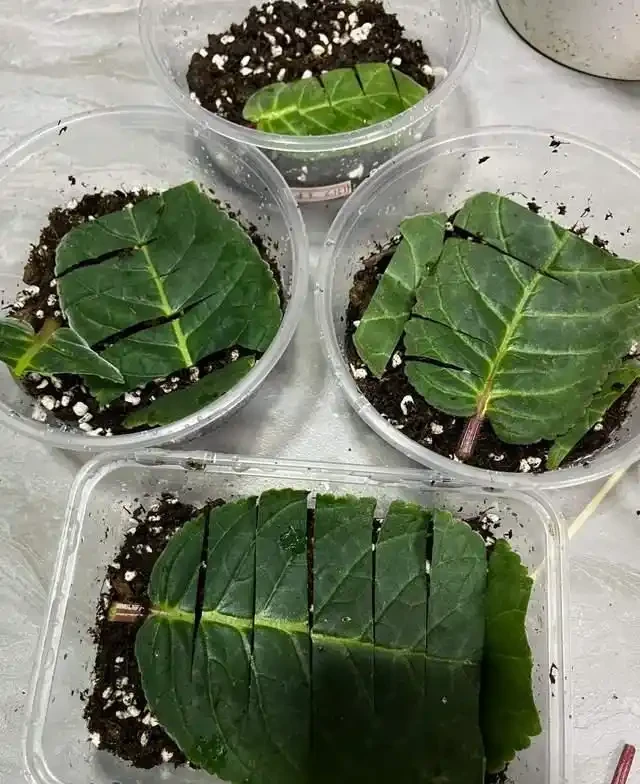 掐根枝就能活！這6種超耐陰花，沒光也能滿盆開到爽，真好養！