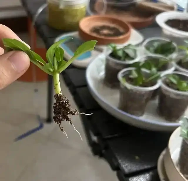 掐根枝就能活！這6種超耐陰花，沒光也能滿盆開到爽，真好養！