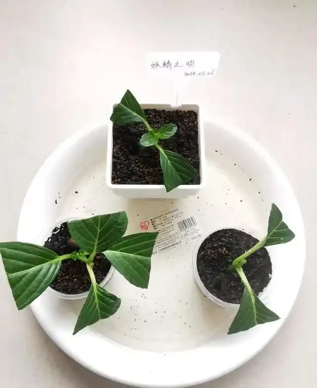掐根枝就能活！這6種超耐陰花，沒光也能滿盆開到爽，真好養！