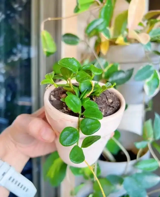 掐根枝就能活！這6種超耐陰花，沒光也能滿盆開到爽，真好養！