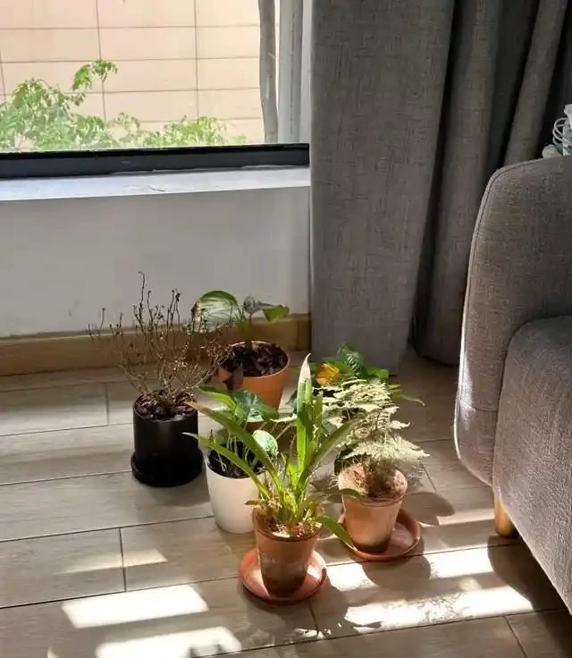 掐根枝就能活！這6種超耐陰花，沒光也能滿盆開到爽，真好養！