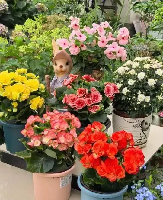 掐根枝就能活！這6種超耐陰花，沒光也能滿盆開到爽，真好養！