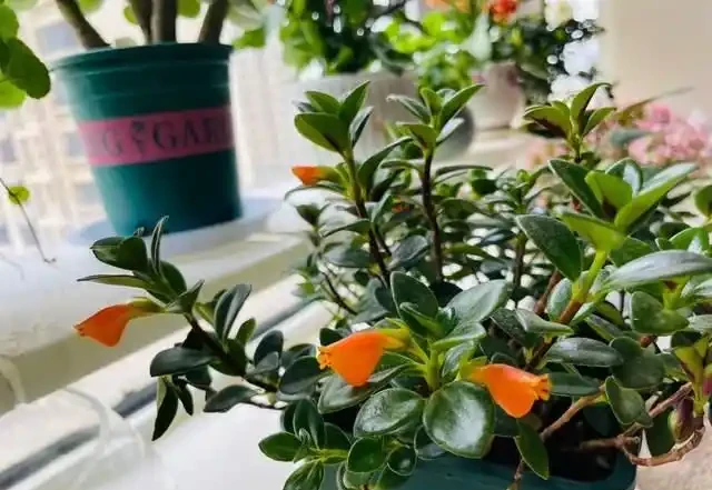 掐根枝就能活！這6種超耐陰花，沒光也能滿盆開到爽，真好養！