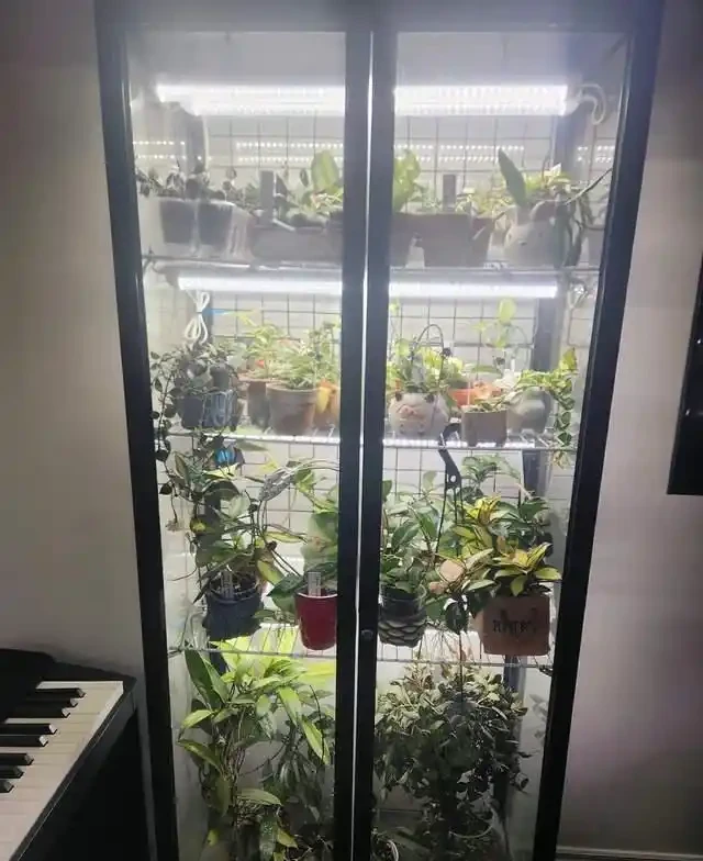掐根枝就能活！這6種超耐陰花，沒光也能滿盆開到爽，真好養！