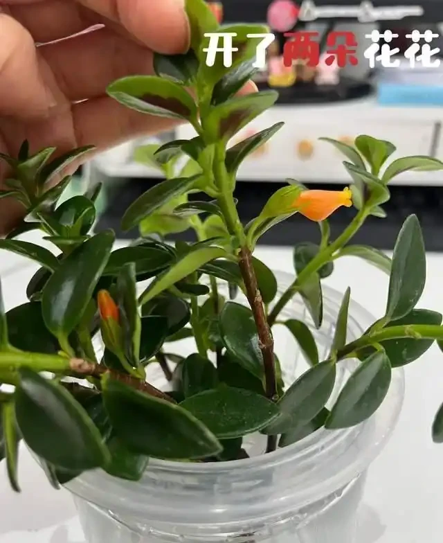 掐根枝就能活！這6種超耐陰花，沒光也能滿盆開到爽，真好養！