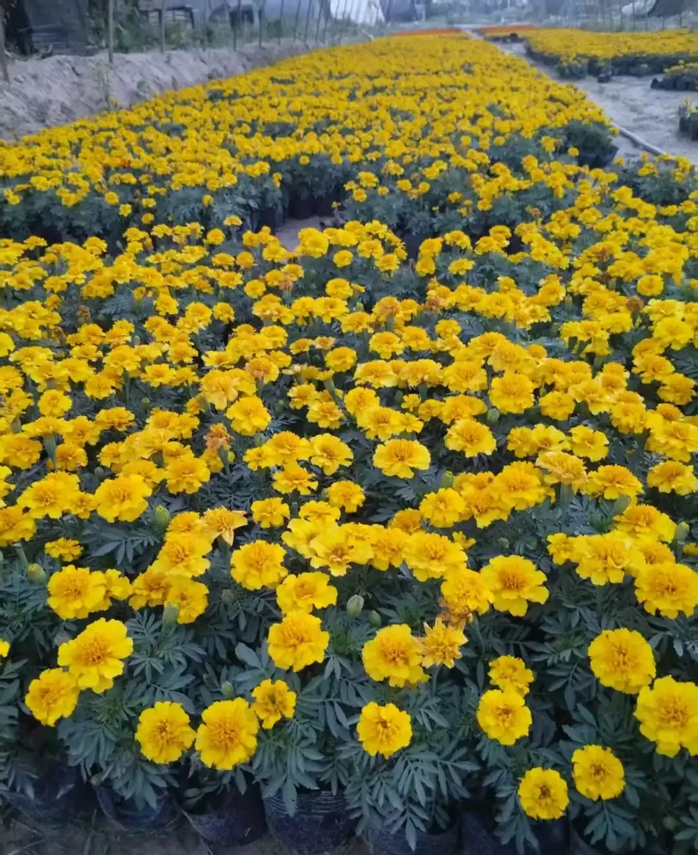 孔雀草