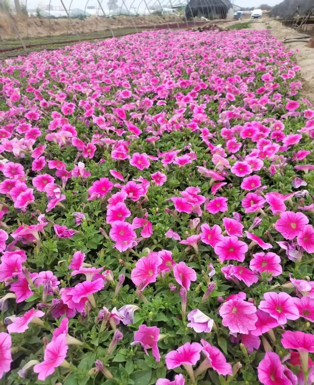 碧冬茄