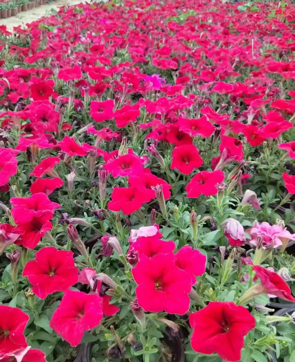 碧冬茄