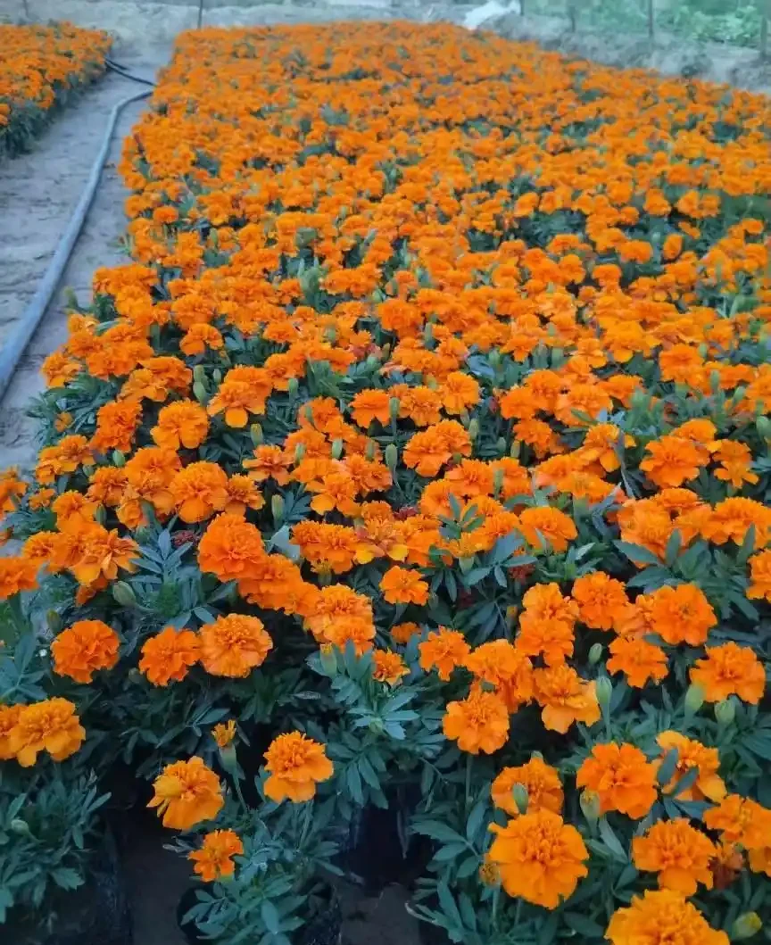 孔雀草