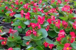 時令花草一年換多少遍？每個季節的時令花草開花效果都各不相同？