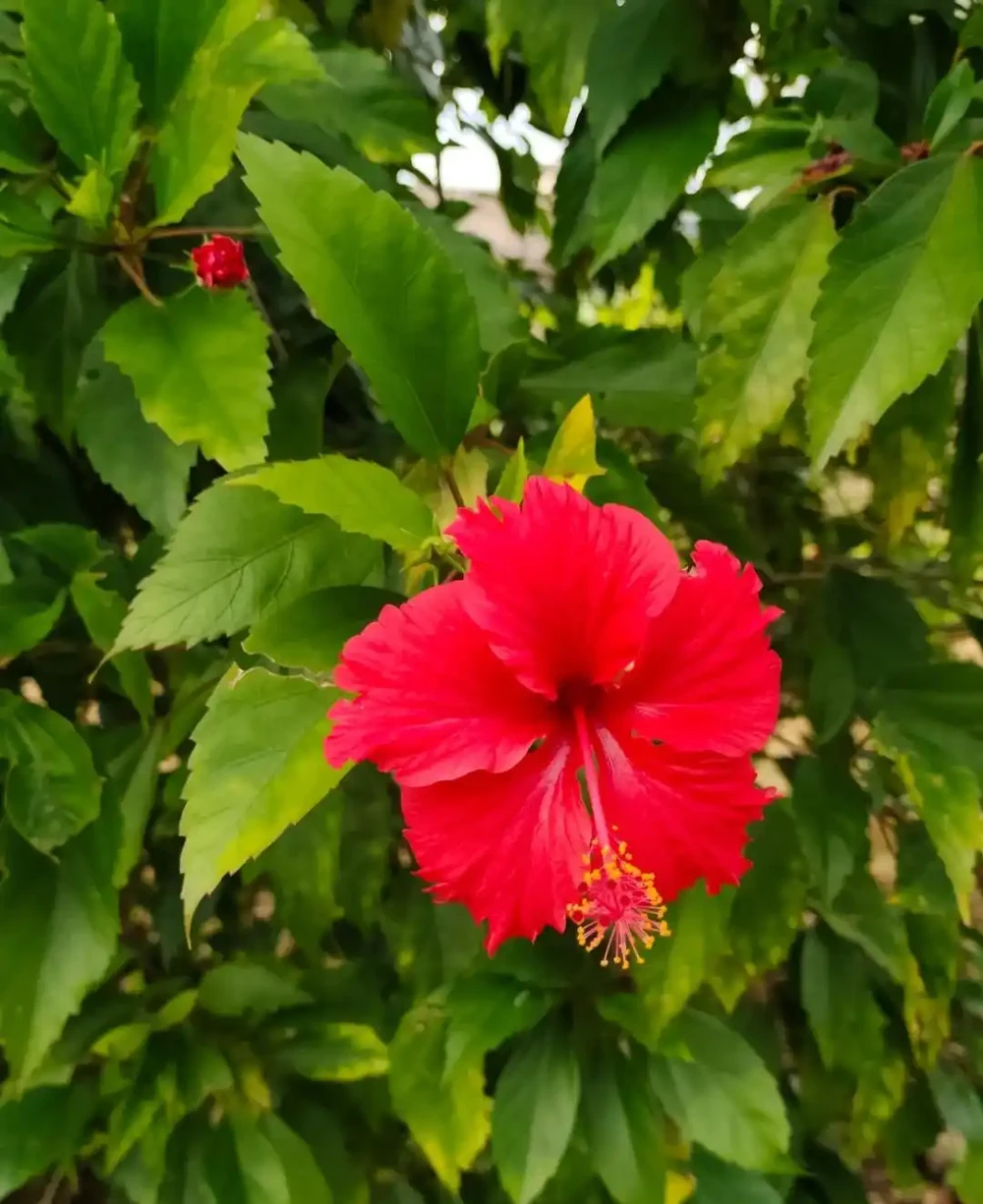 這10種植物,常做綠籬牆,看上去「清清爽爽」