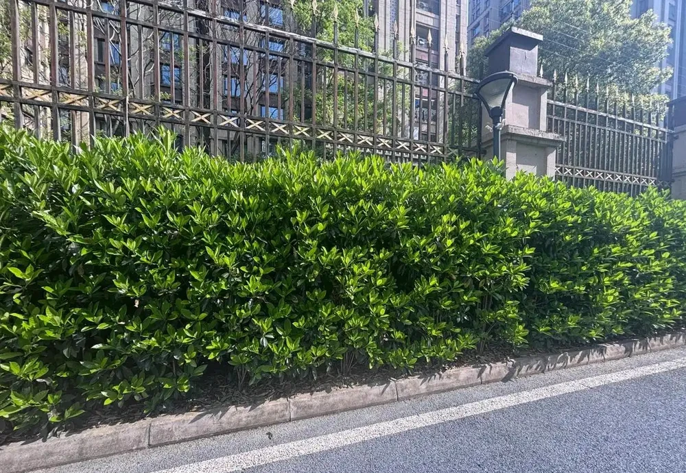 這10種植物,常做綠籬牆,看上去「清清爽爽」