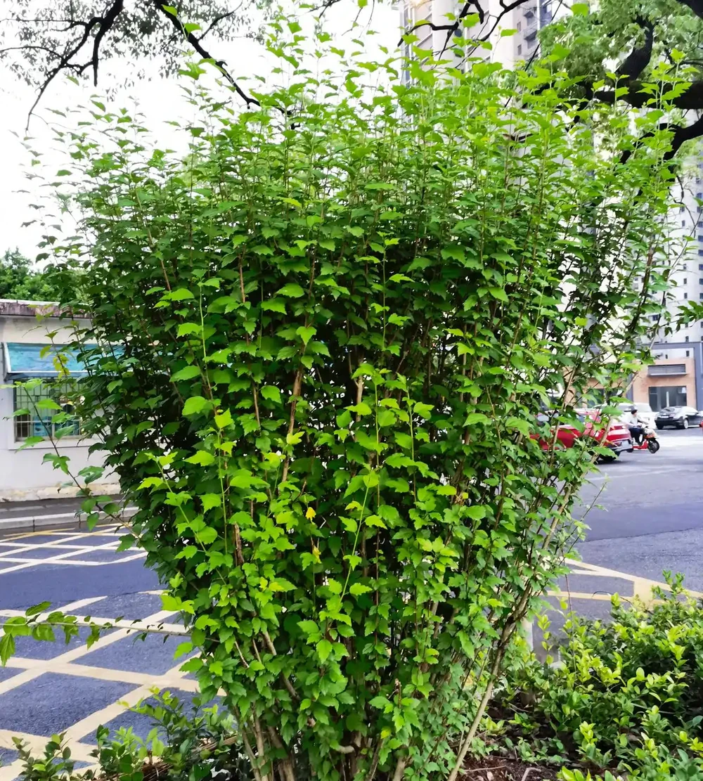 這10種植物,常做綠籬牆,看上去「清清爽爽」