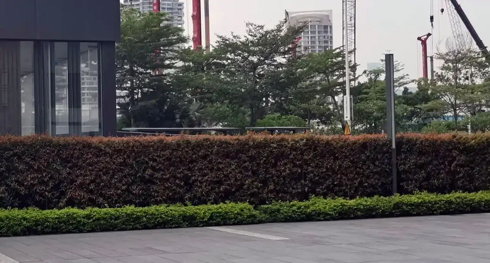 這10種植物,常做綠籬牆,看上去「清清爽爽」