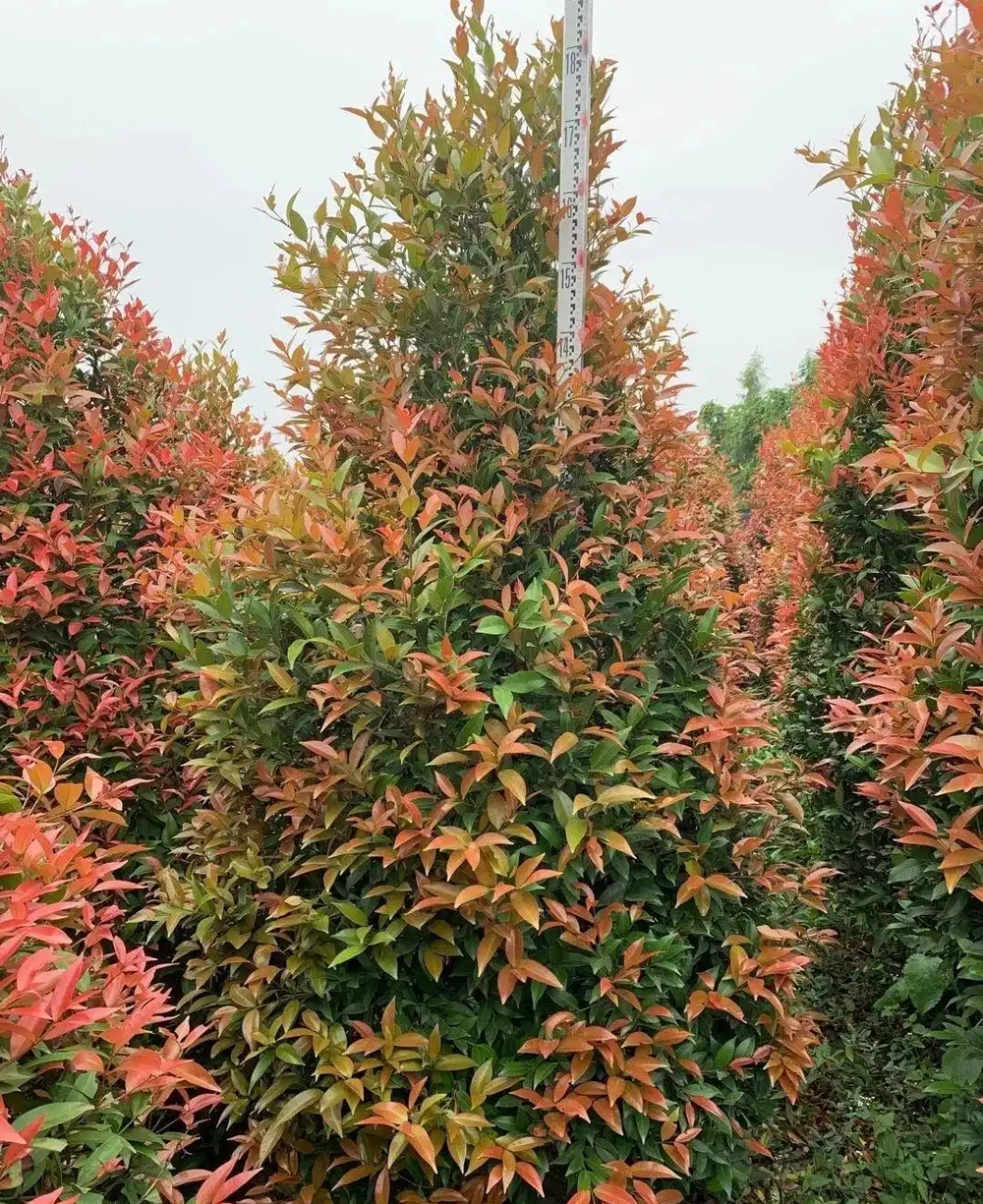這10種植物,常做綠籬牆,看上去「清清爽爽」