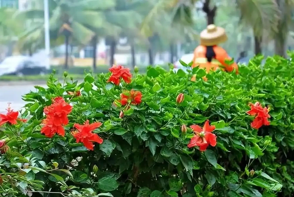 這10種植物,常做綠籬牆,看上去「清清爽爽」