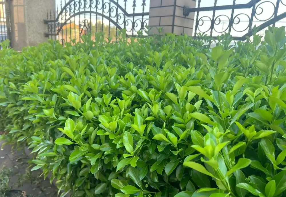 這10種植物,常做綠籬牆,看上去「清清爽爽」