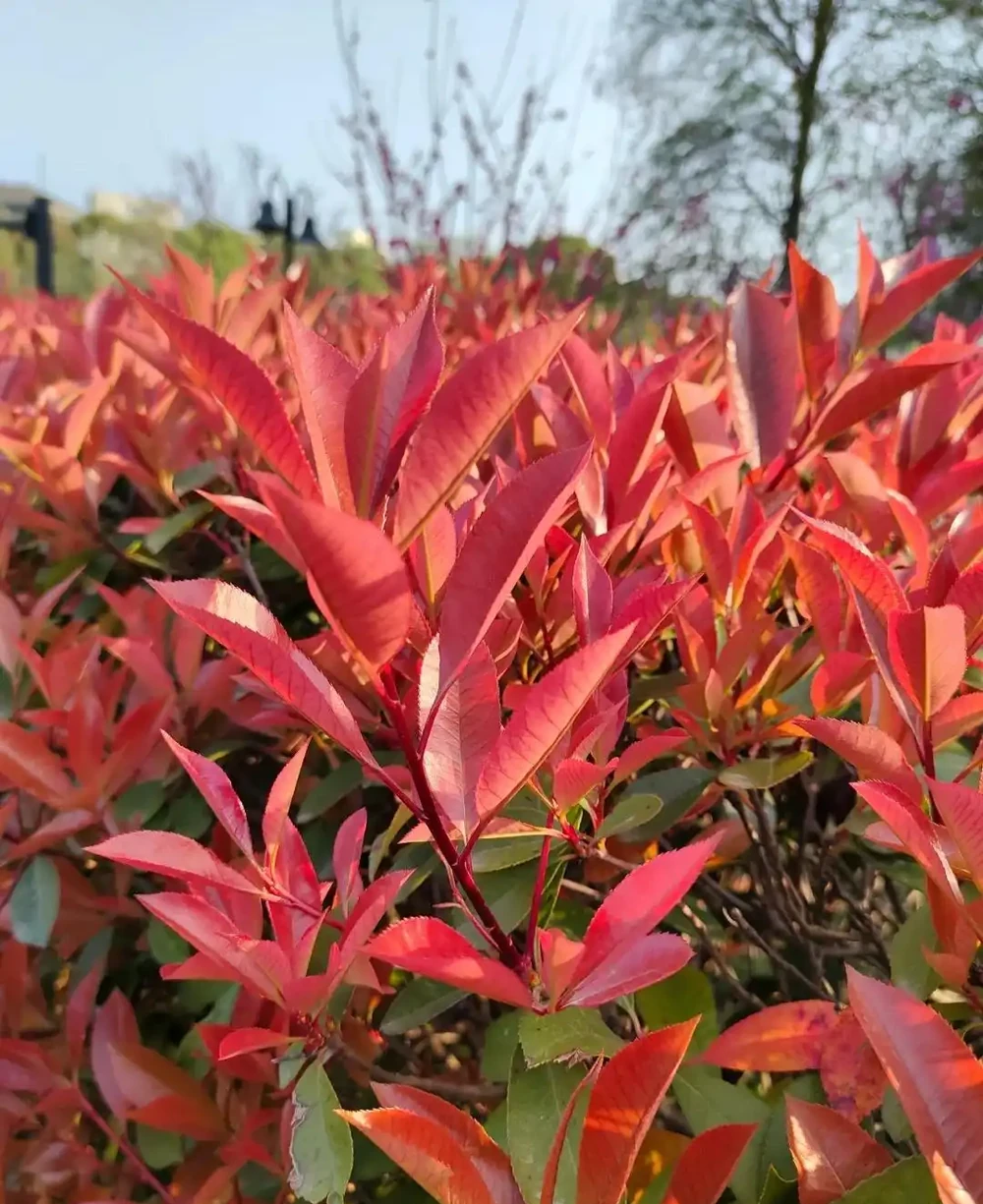 這10種植物,常做綠籬牆,看上去「清清爽爽」