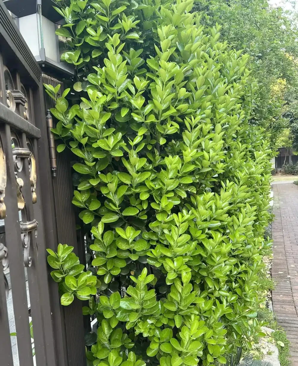 這10種植物,常做綠籬牆,看上去「清清爽爽」