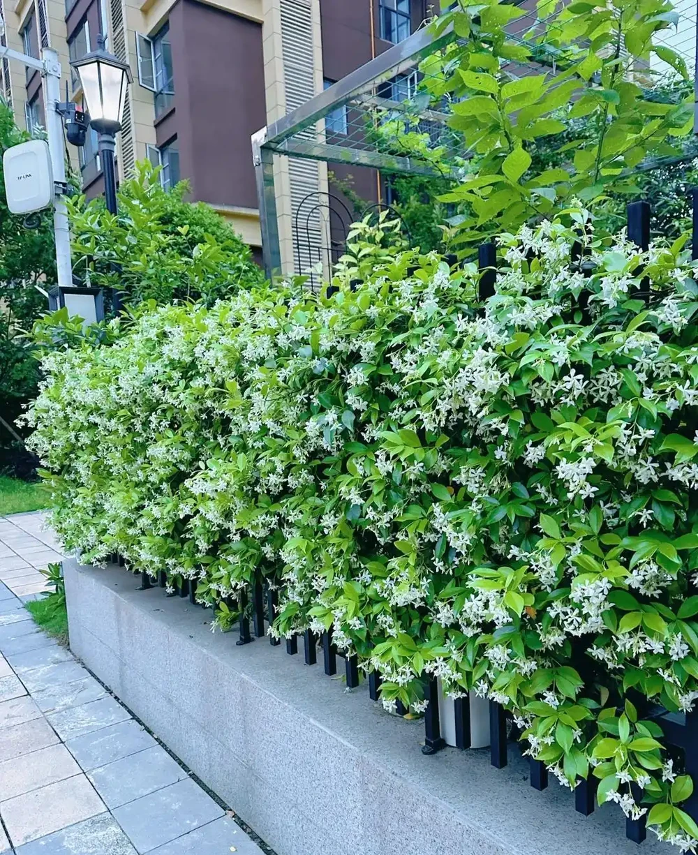 這10種植物,常做綠籬牆,看上去「清清爽爽」