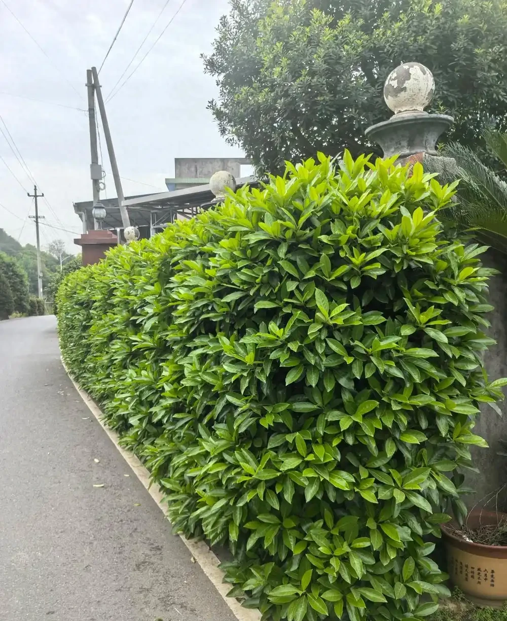 這10種植物,常做綠籬牆,看上去「清清爽爽」