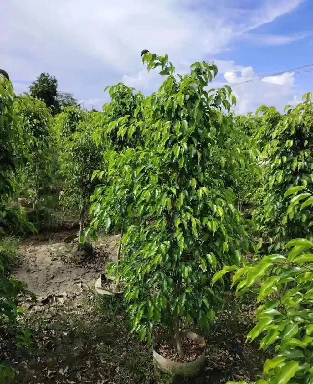 這10種植物,常做綠籬牆,看上去「清清爽爽」