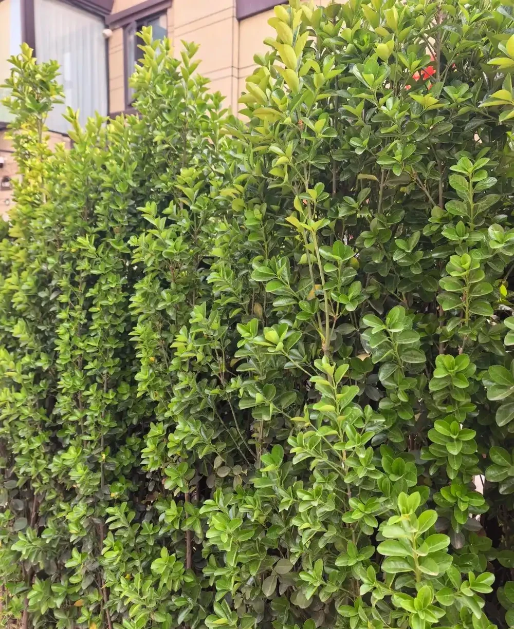 這10種植物,常做綠籬牆,看上去「清清爽爽」