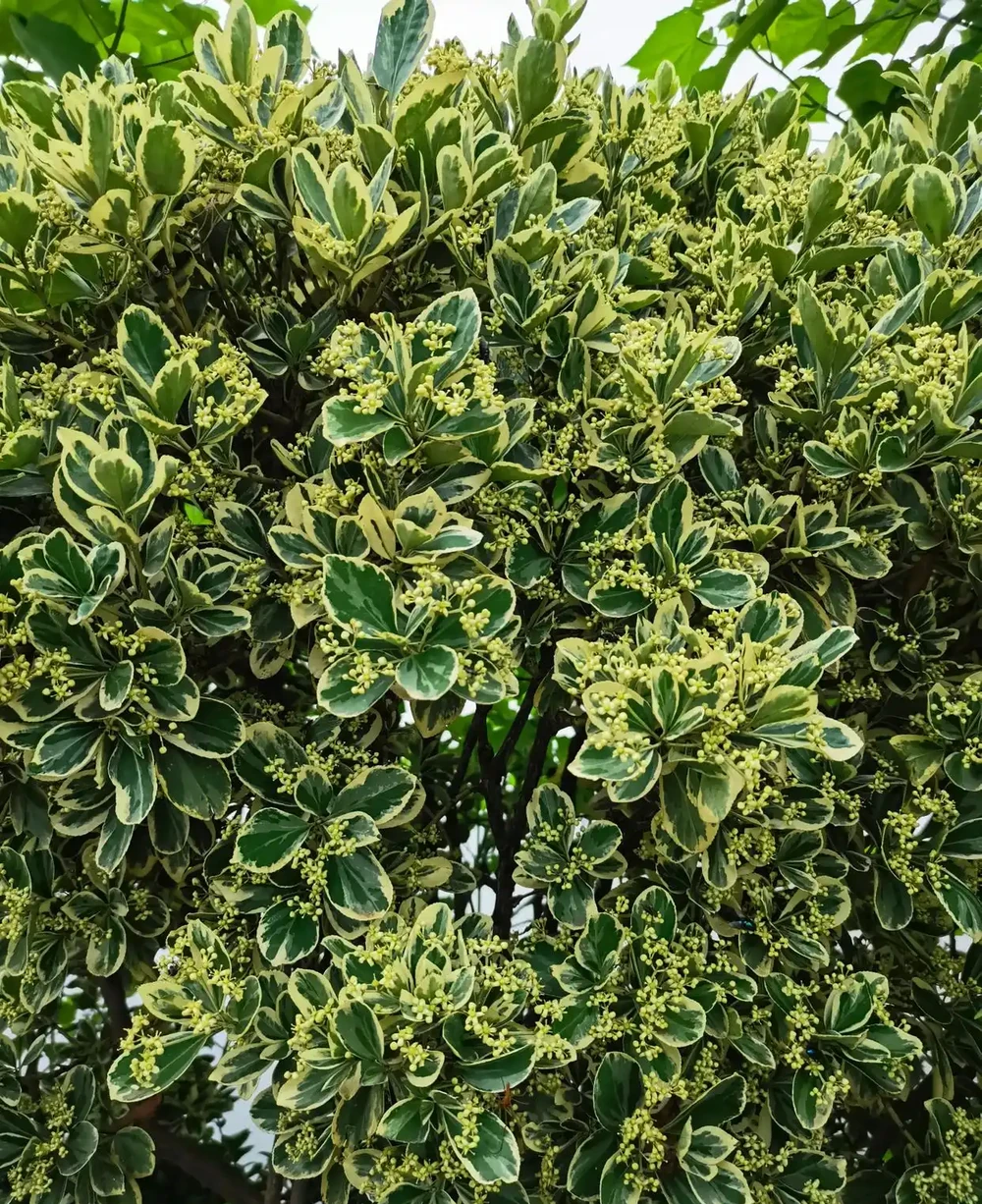 這10種植物,常做綠籬牆,看上去「清清爽爽」