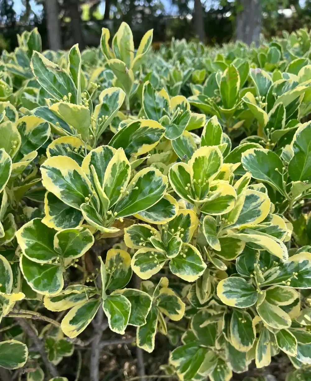 這10種植物,常做綠籬牆,看上去「清清爽爽」