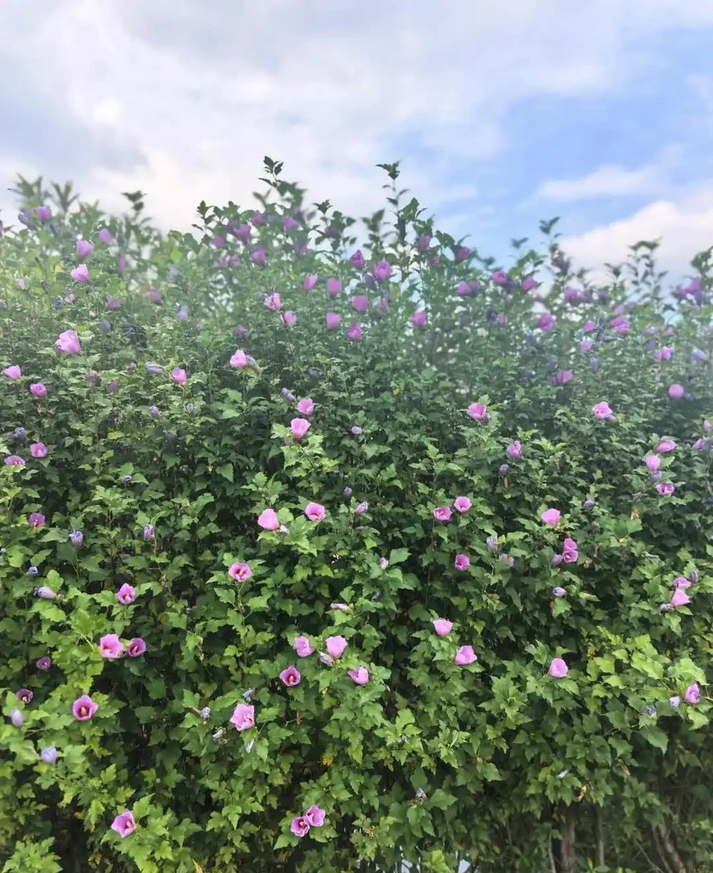 這10種植物,常做綠籬牆,看上去「清清爽爽」
