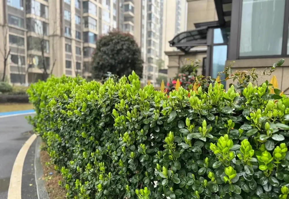 這10種植物,常做綠籬牆,看上去「清清爽爽」