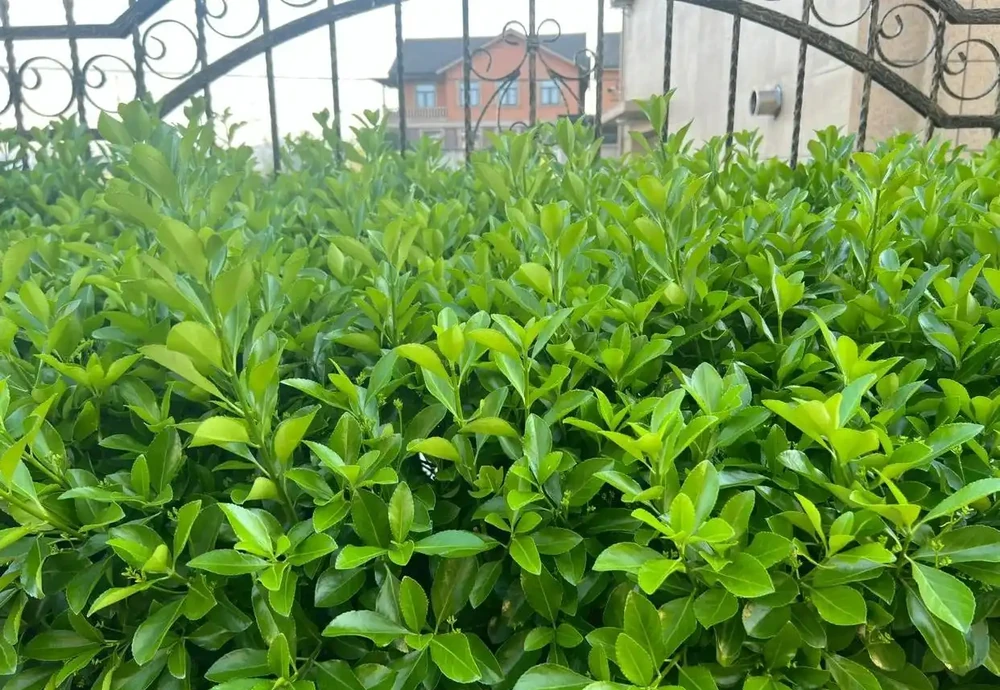 這10種植物,常做綠籬牆,看上去「清清爽爽」