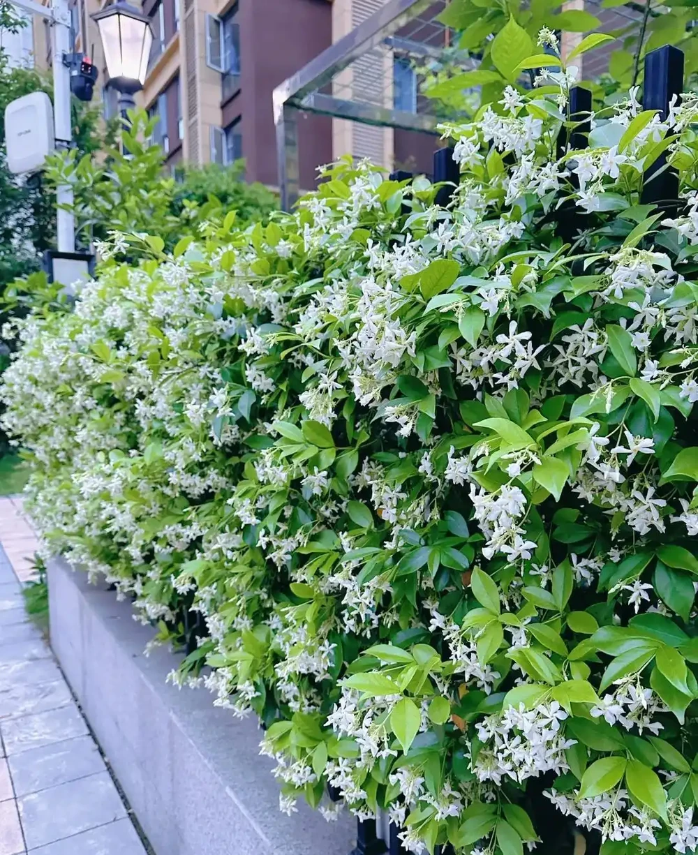 這10種植物,常做綠籬牆,看上去「清清爽爽」
