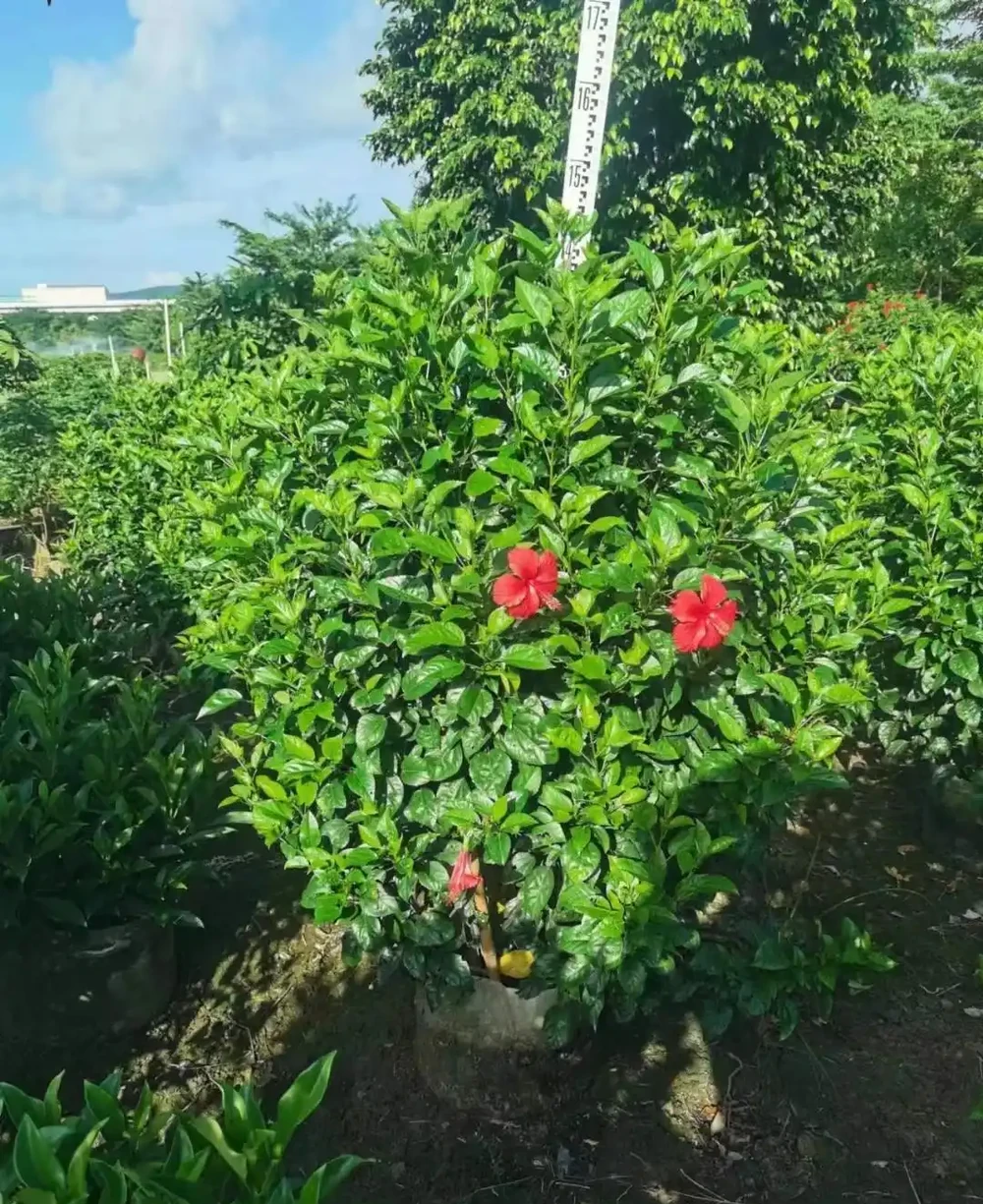 這10種植物,常做綠籬牆,看上去「清清爽爽」