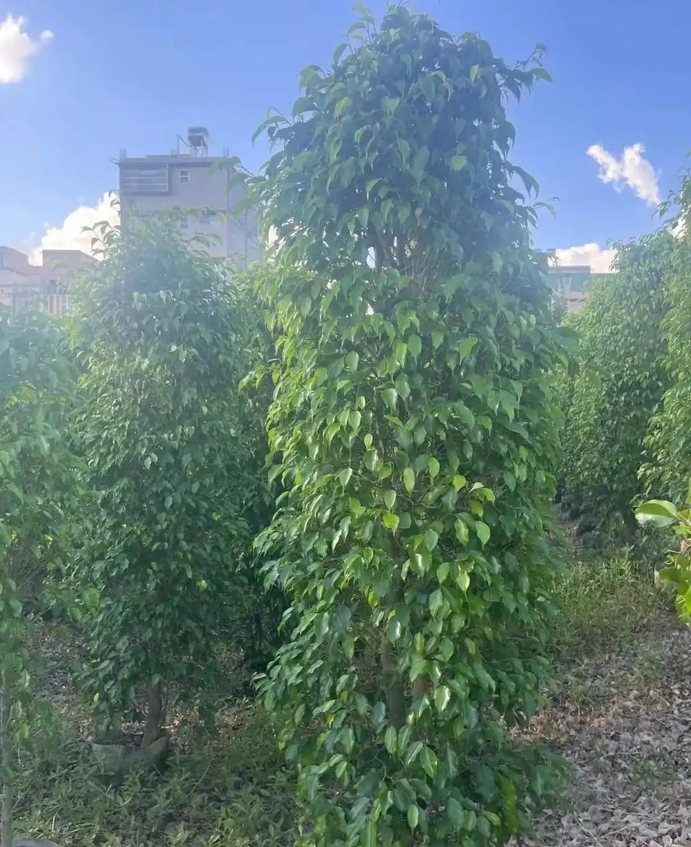這10種植物,常做綠籬牆,看上去「清清爽爽」