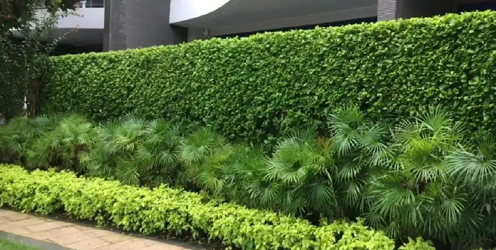 這10種植物,常做綠籬牆,看上去「清清爽爽」