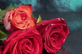 13種玫瑰顏色花語全解析，送花不再出錯！