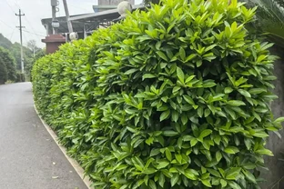 這10種植物，常做綠籬牆，看上去「清清爽爽」