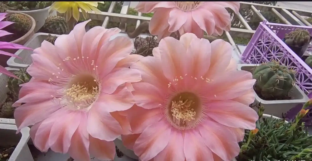 這3種花千萬別使用「硫酸亞鐵」,用了反而黃葉不開花,要謹記