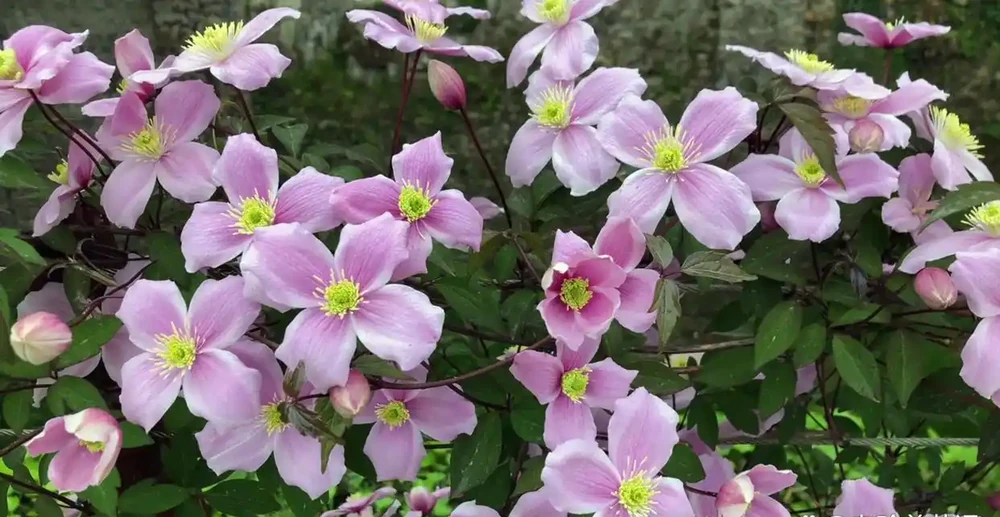 這3種花千萬別使用「硫酸亞鐵」,用了反而黃葉不開花,要謹記