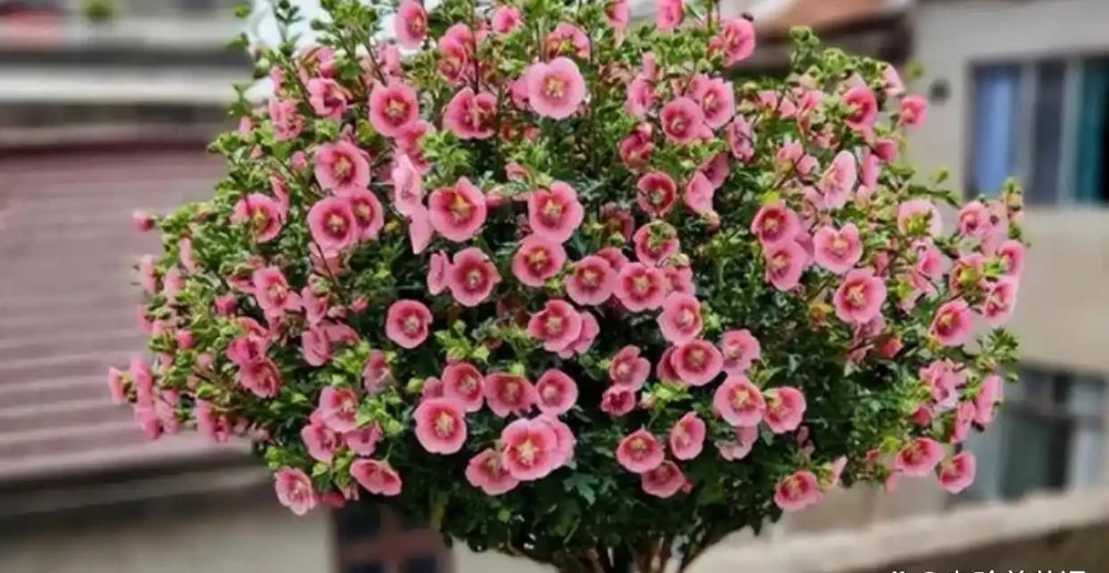 這3種花千萬別使用「硫酸亞鐵」,用了反而黃葉不開花,要謹記