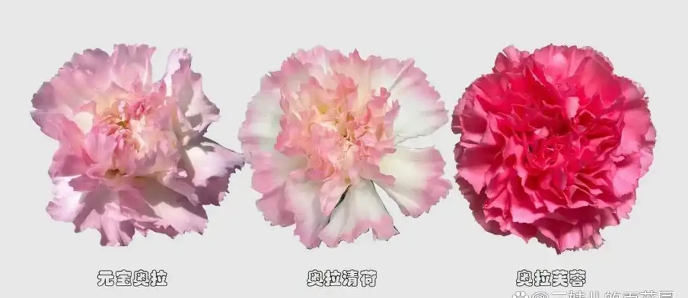 30款康乃馨品種→每一支康乃馨都有自己的名字,你卻只以花色示名