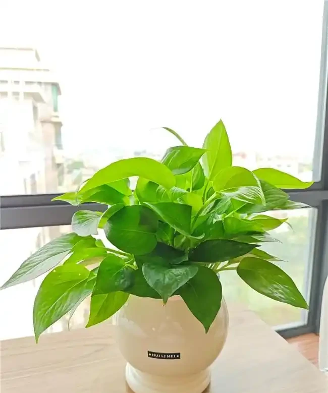 吸甲醛植物十強出爐,黃金葛慘遭 「擠出」 前三,第一名實力逆天