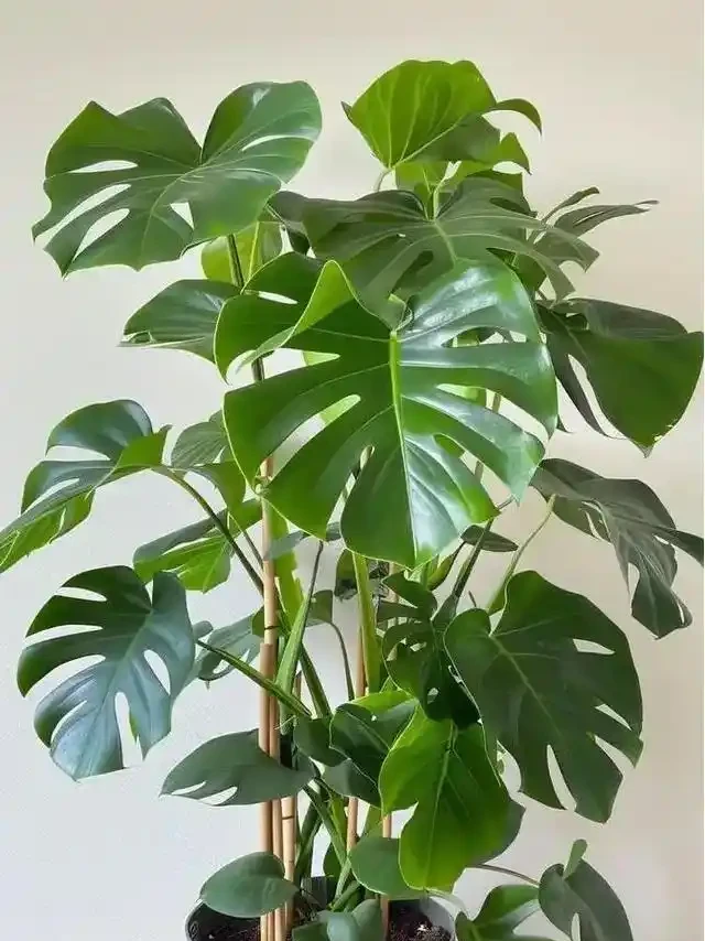 吸甲醛植物十強出爐,黃金葛慘遭 「擠出」 前三,第一名實力逆天