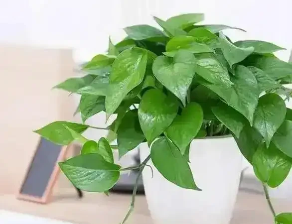 吸甲醛植物十強出爐,黃金葛慘遭 「擠出」 前三,第一名實力逆天